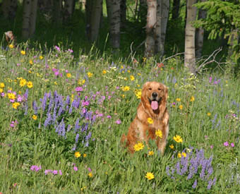 Reggie in flowers